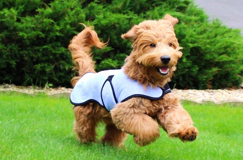 Custom Dog Clothes Made by De